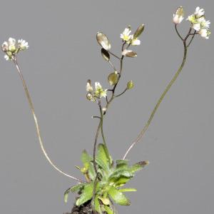 Photographie n°2152022 du taxon Draba verna L.