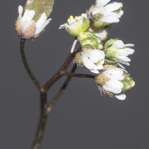 Photographie n°2152024 du taxon Draba verna L.