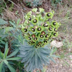 Photographie n°2152044 du taxon Euphorbia characias L.