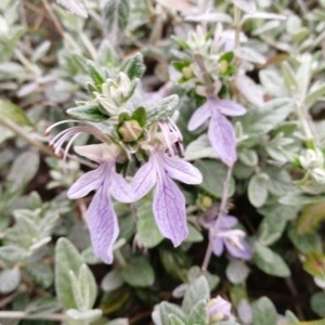 Photographie n°2152051 du taxon Teucrium fruticans L. [1753]