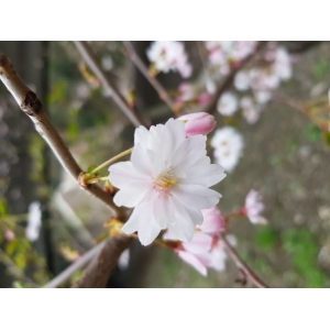 Prunus subhirtella Miq.