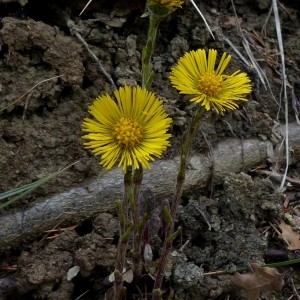 Photographie n°2152082 du taxon Tussilago farfara L. [1753]