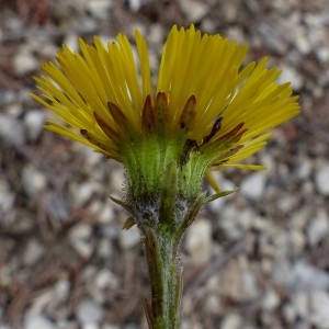 Photographie n°2152085 du taxon Tussilago farfara L. [1753]