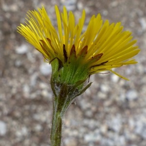 Photographie n°2152086 du taxon Tussilago farfara L. [1753]