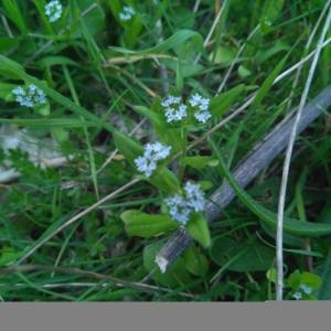 Photographie n°2152087 du taxon Valerianella Mill. [1754]