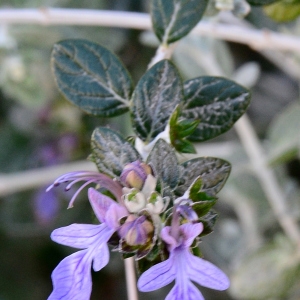 Photographie n°2152092 du taxon Teucrium fruticans L. [1753]