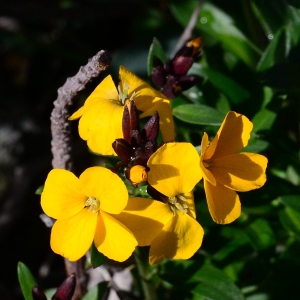 Photographie n°2152097 du taxon Erysimum cheiri (L.) Crantz [1769]