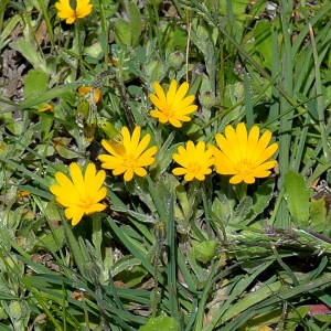 Photographie n°2152101 du taxon Calendula arvensis L. [1763]