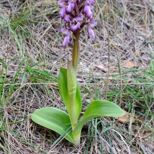 Photographie n°2152109 du taxon Himantoglossum robertianum (Loisel.) P.Delforge [1999]