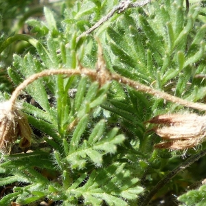 Photographie n°2152132 du taxon Erodium foetidum (L.) L'Hér. [1802]