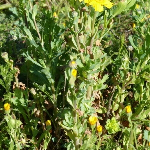 Photographie n°2152136 du taxon Glebionis segetum (L.) Fourr.