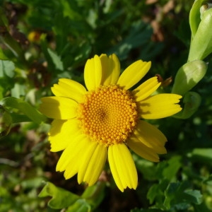 Photographie n°2152137 du taxon Glebionis segetum (L.) Fourr.