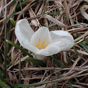 Photographie n°2152153 du taxon Crocus vernus (L.) Hill [1765]