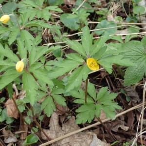 Photographie n°2152178 du taxon Anemone ranunculoides L. [1753]