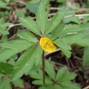 Photographie n°2152179 du taxon Anemone ranunculoides L. [1753]