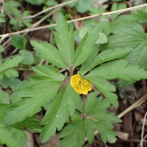 Photographie n°2152180 du taxon Anemone ranunculoides L. [1753]