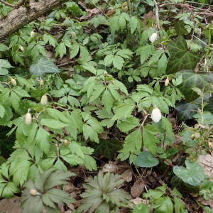 Photographie n°2152181 du taxon Anemone nemorosa L. [1753]