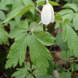 Photographie n°2152182 du taxon Anemone nemorosa L. [1753]