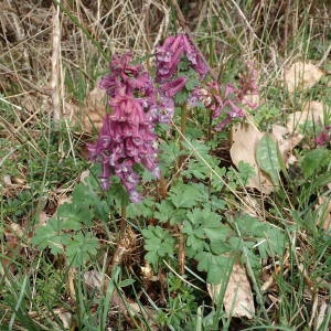 Photographie n°2152189 du taxon Corydalis solida (L.) Clairv. [1811]