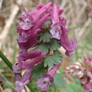 Photographie n°2152191 du taxon Corydalis solida (L.) Clairv. [1811]