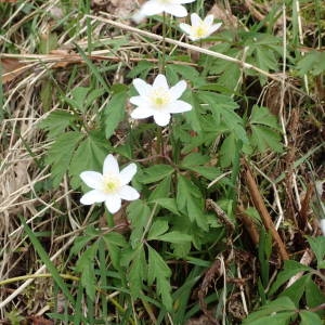 Photographie n°2152193 du taxon Anemone nemorosa L. [1753]