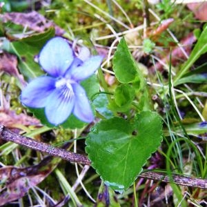 Photographie n°2152220 du taxon Viola canina L. [1753]