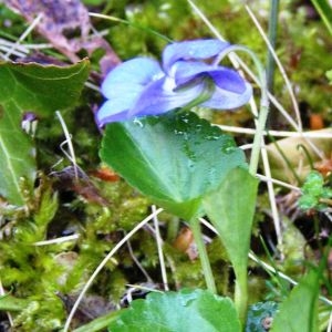 Photographie n°2152221 du taxon Viola canina L. [1753]