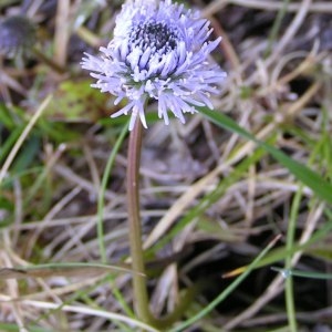 Photographie n°2152224 du taxon Globularia nudicaulis L. [1753]