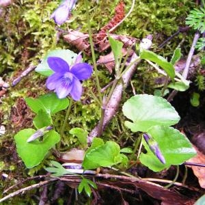 Photographie n°2152227 du taxon Viola canina L. [1753]