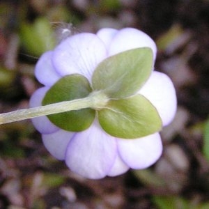 Photographie n°2152238 du taxon Anemone hepatica L.