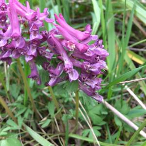 Photographie n°2152264 du taxon Corydalis solida (L.) Clairv. [1811]