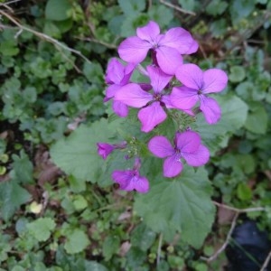 Photographie n°2152316 du taxon Lunaria annua L.