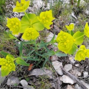 Photographie n°2152343 du taxon Euphorbia serrata L.