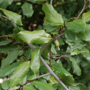 Photographie n°2152416 du taxon Elaeagnus L. [1753]