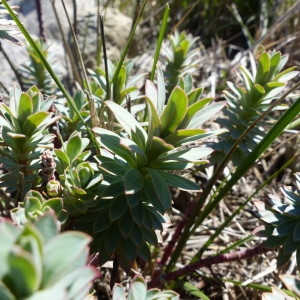 Photographie n°2152439 du taxon Euphorbia characias L.