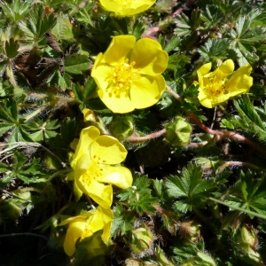 Photographie n°2152446 du taxon Potentilla tabernaemontani Asch. [1891]