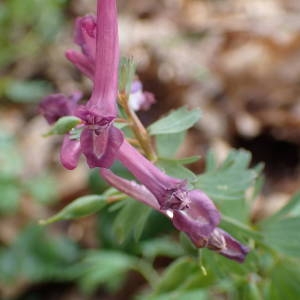 Photographie n°2152451 du taxon Corydalis solida (L.) Clairv. [1811]