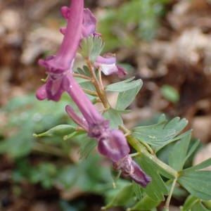 Photographie n°2152452 du taxon Corydalis solida (L.) Clairv. [1811]