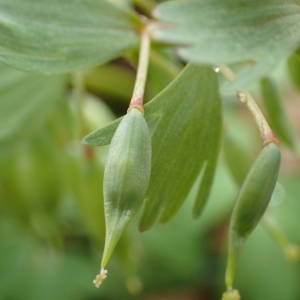 Photographie n°2152453 du taxon Corydalis solida (L.) Clairv. [1811]