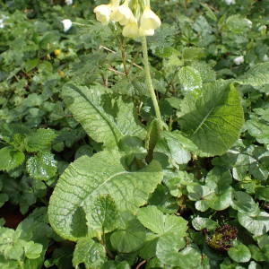 Photographie n°2152454 du taxon Primula elatior (L.) Hill [1765]