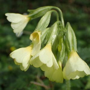 Photographie n°2152455 du taxon Primula elatior (L.) Hill [1765]