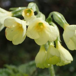 Photographie n°2152456 du taxon Primula elatior (L.) Hill [1765]