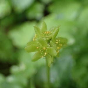 Photographie n°2152462 du taxon Adoxa moschatellina L. [1753]