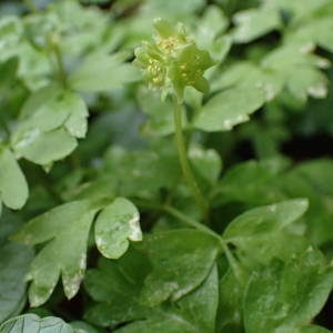 Photographie n°2152463 du taxon Adoxa moschatellina L. [1753]
