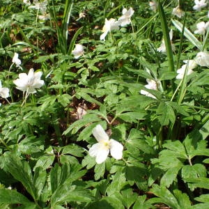 Photographie n°2152464 du taxon Anemone nemorosa L. [1753]