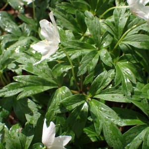 Photographie n°2152466 du taxon Anemone nemorosa L. [1753]