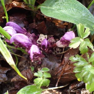 Photographie n°2152467 du taxon Lathraea clandestina L. [1753]