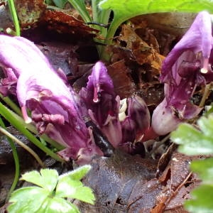 Photographie n°2152469 du taxon Lathraea clandestina L. [1753]