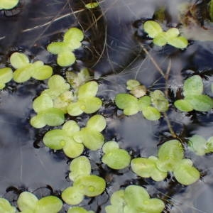 Photographie n°2152479 du taxon Lemna minuta Kunth [1816]