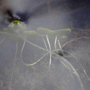 Photographie n°2152480 du taxon Lemna minuta Kunth [1816]